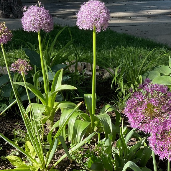 💜 - Picture 7 of 16